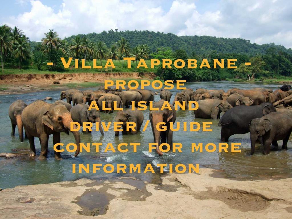 Villa Taprobane Negombo Kültér fotó